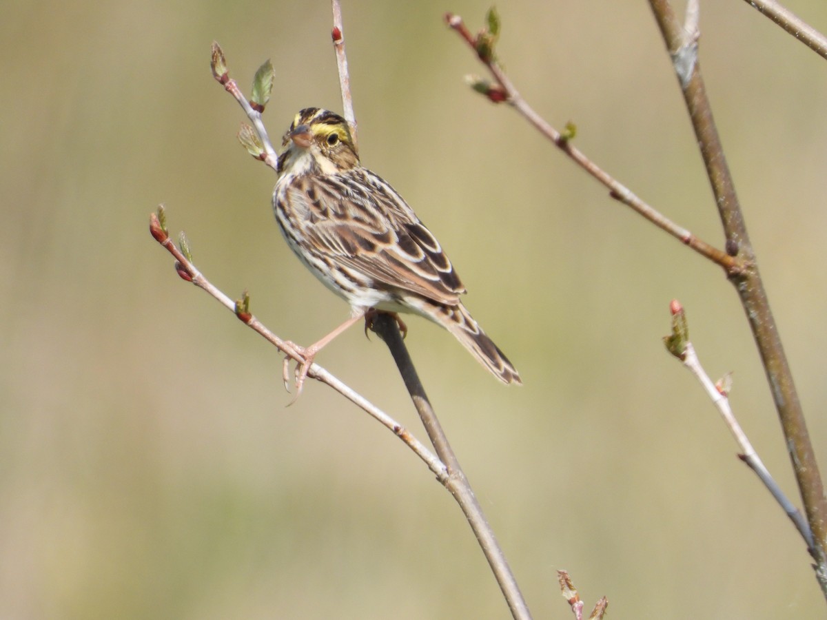 Savannah Sparrow - ML338666271
