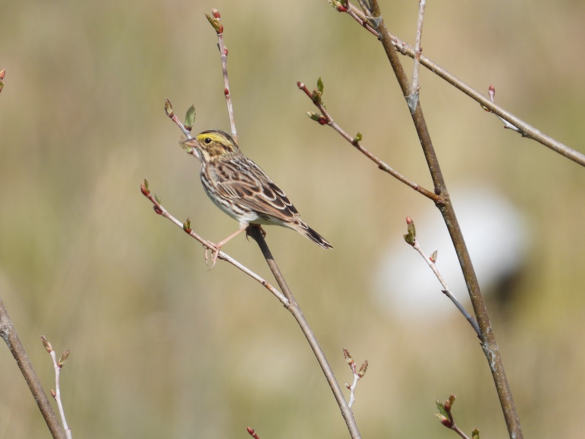 Savannah Sparrow - ML338666671