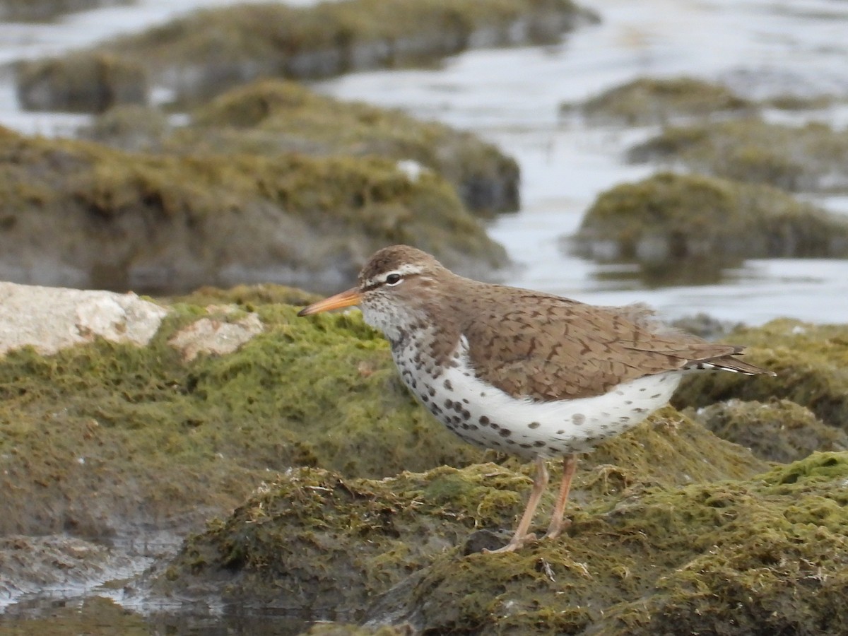 Spotted Sandpiper - ML338667641