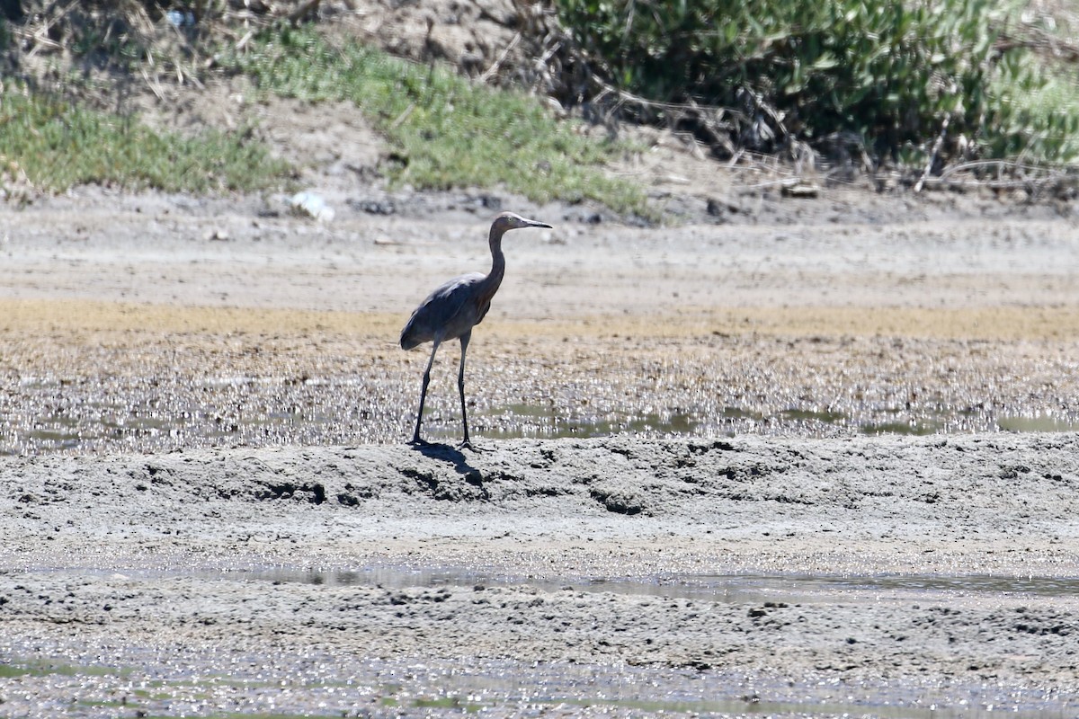 Reddish Egret - ML338668191