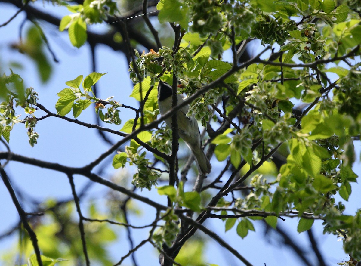 Golden-winged Warbler - ML338669771