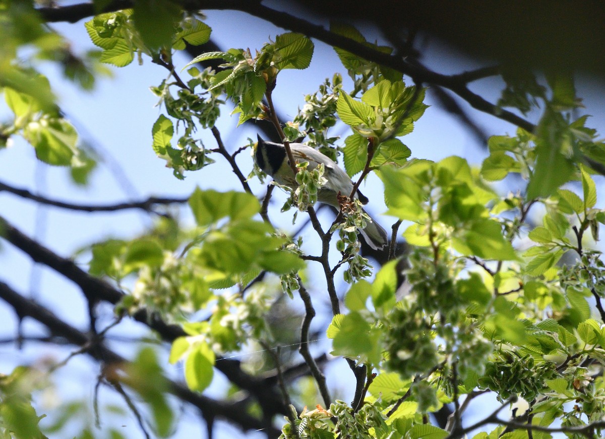 Golden-winged Warbler - ML338669801