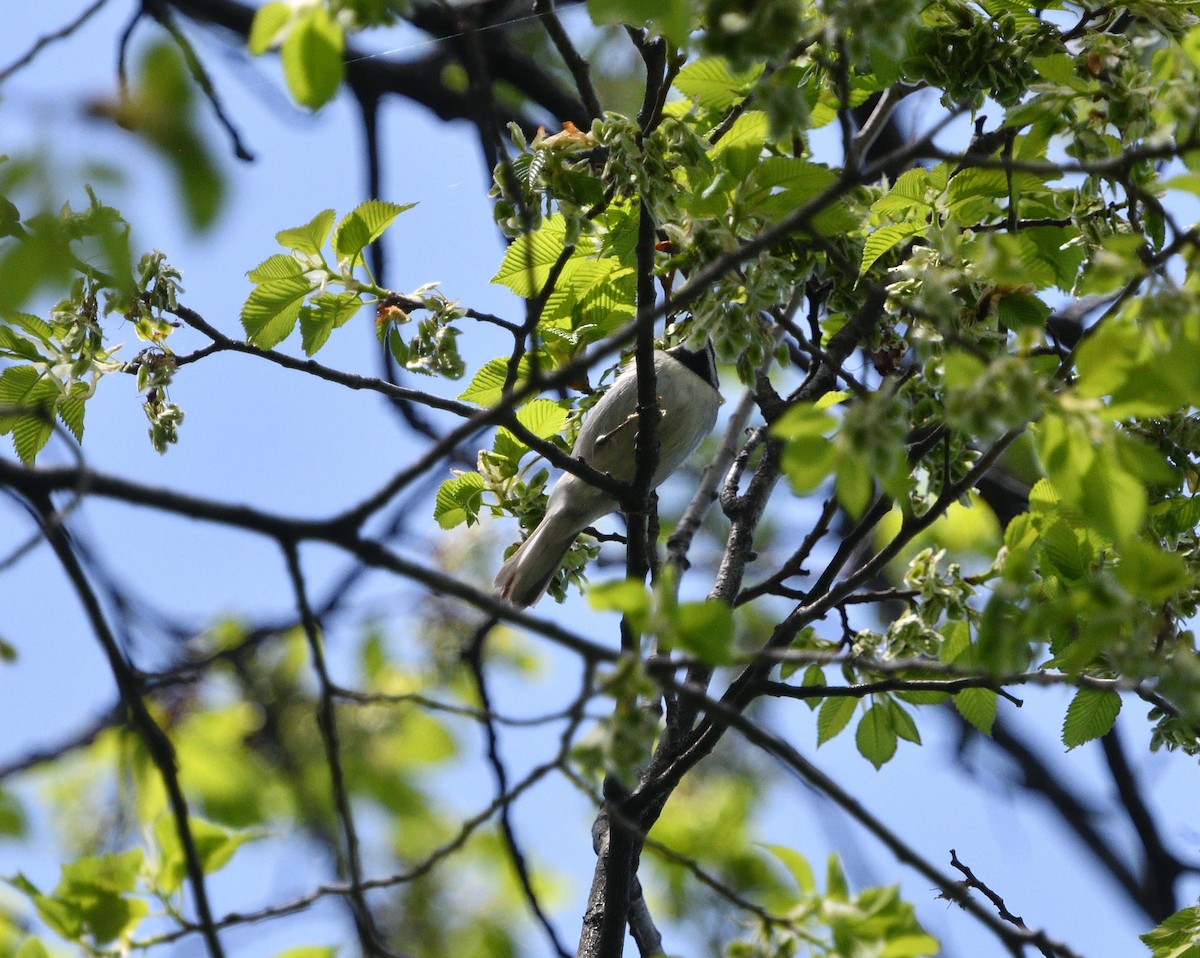Golden-winged Warbler - ML338669851