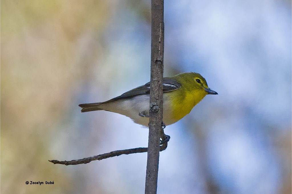 Yellow-throated Vireo - ML338671841