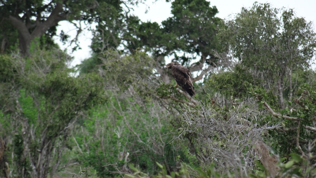 Black-chested Snake-Eagle - ML338672011