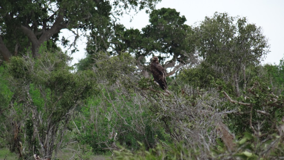 Black-chested Snake-Eagle - ML338672021