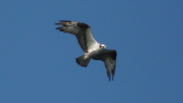 Águila Pescadora - ML33867441