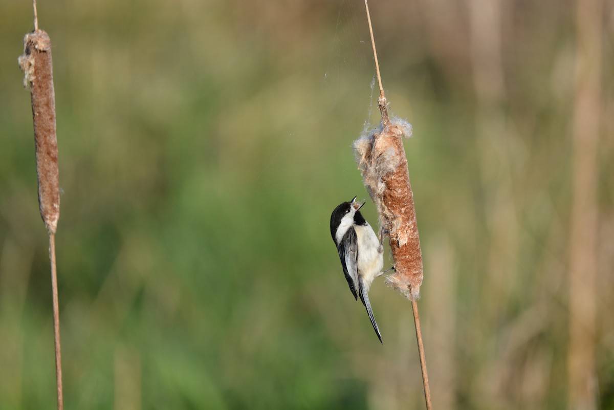 Black-capped Chickadee - ML338675441