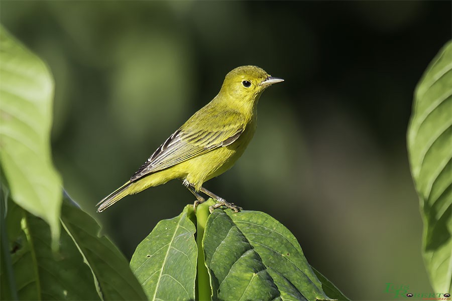 Yellow Warbler - Luis Roberto da Silva