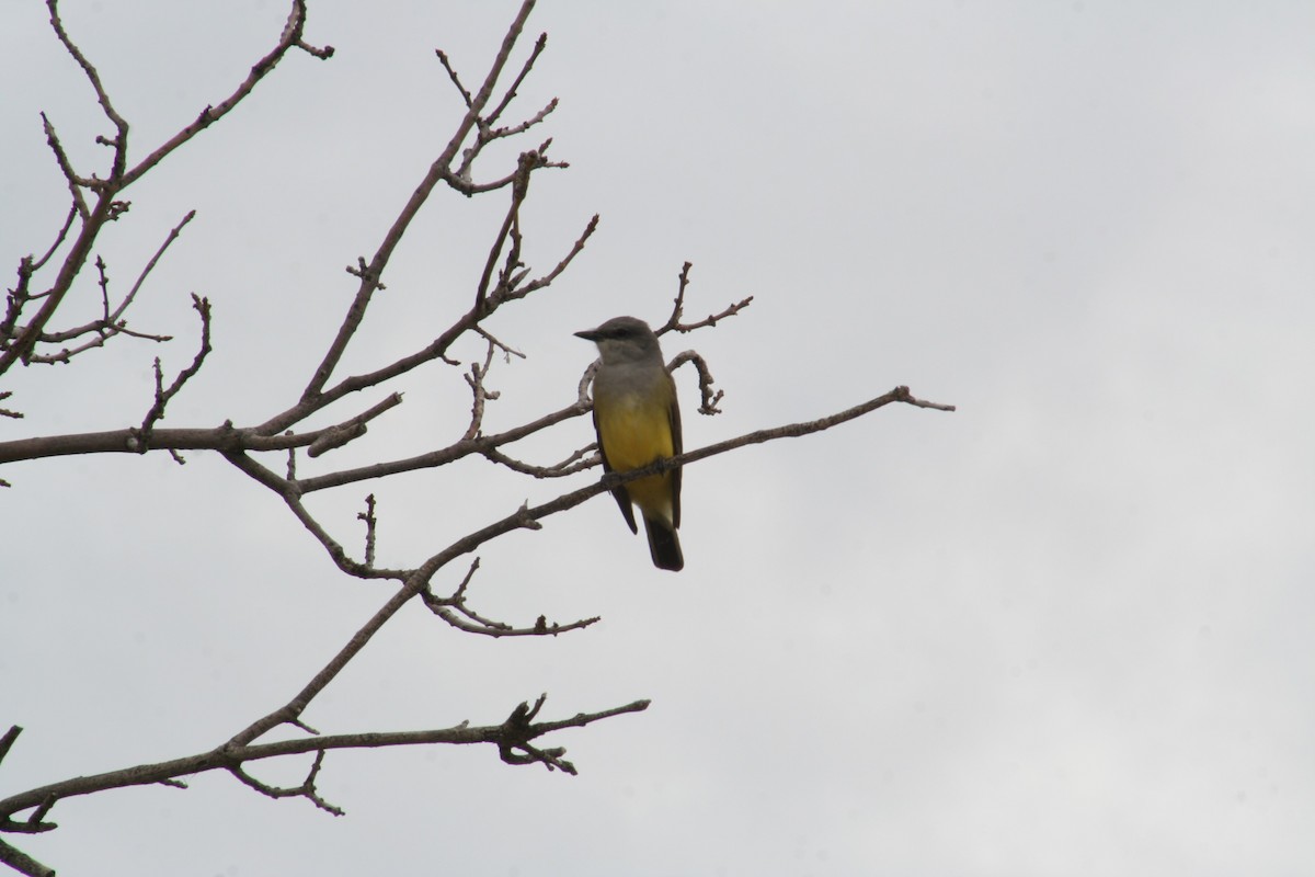 Western Kingbird - Hilary Turner