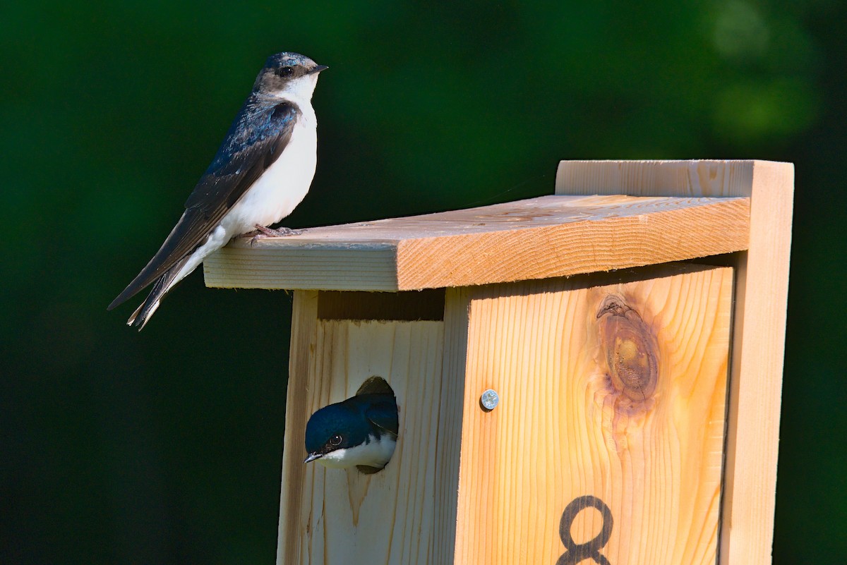 Tree Swallow - ML338677331