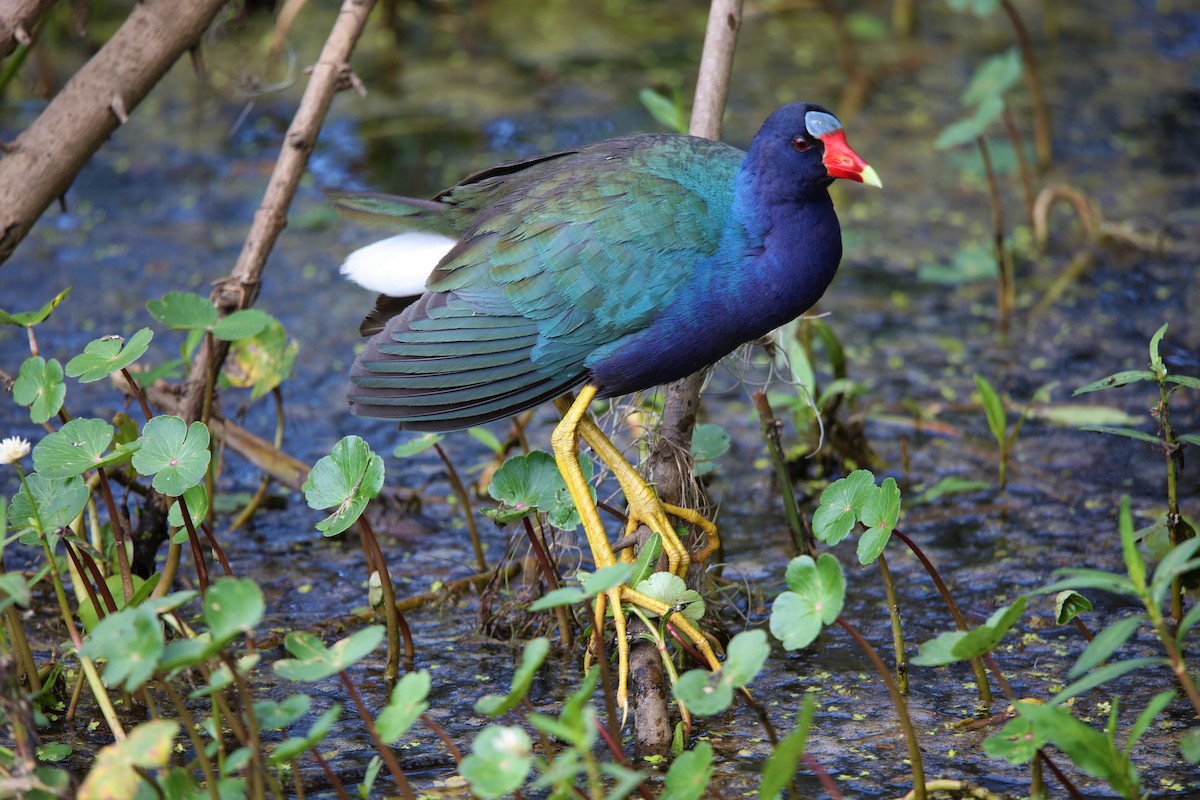 Purple Gallinule - Jeff Sexton