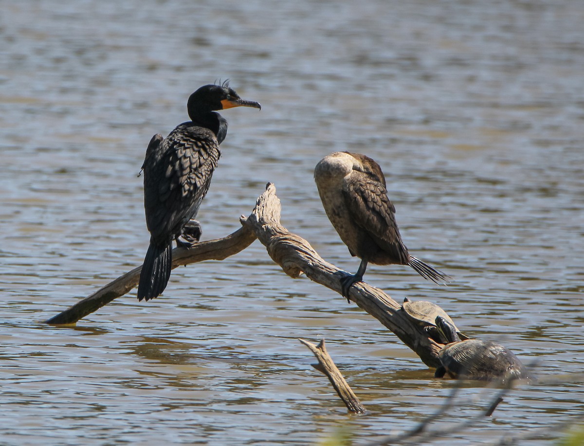 Double-crested Cormorant - ML338679811