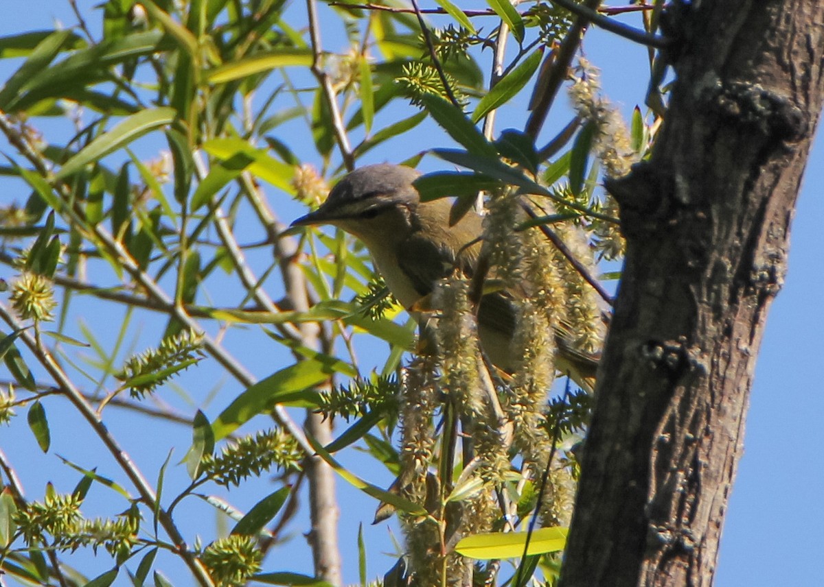 Red-eyed Vireo - ML338680061