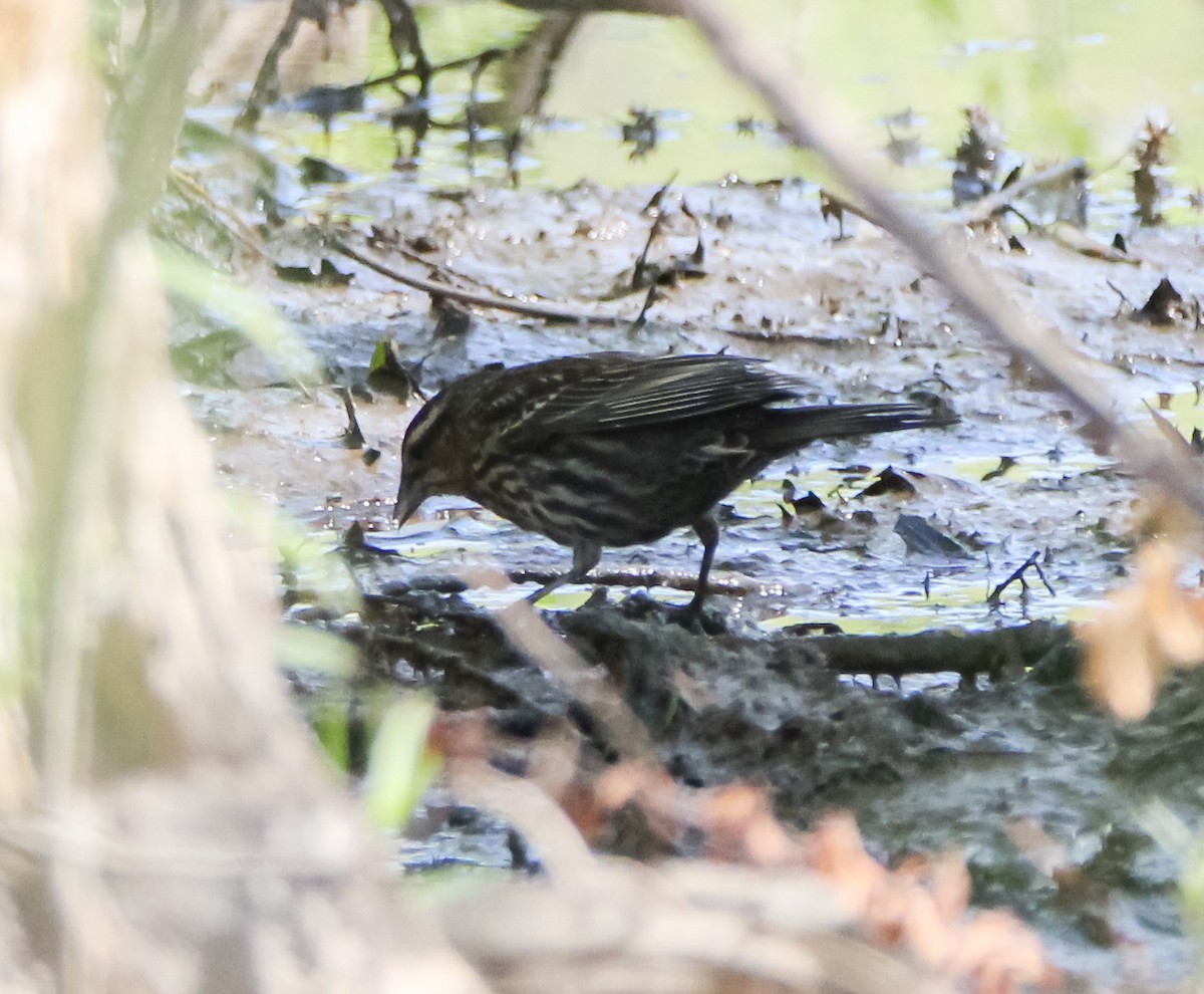 Northern Waterthrush - ML338680201
