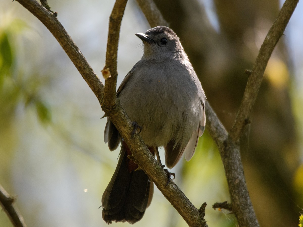 Gray Catbird - ML338680231