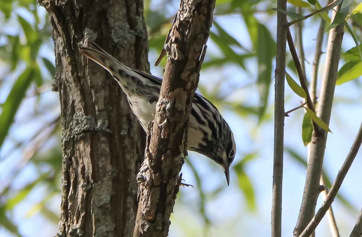 Black-and-white Warbler - ML338680271
