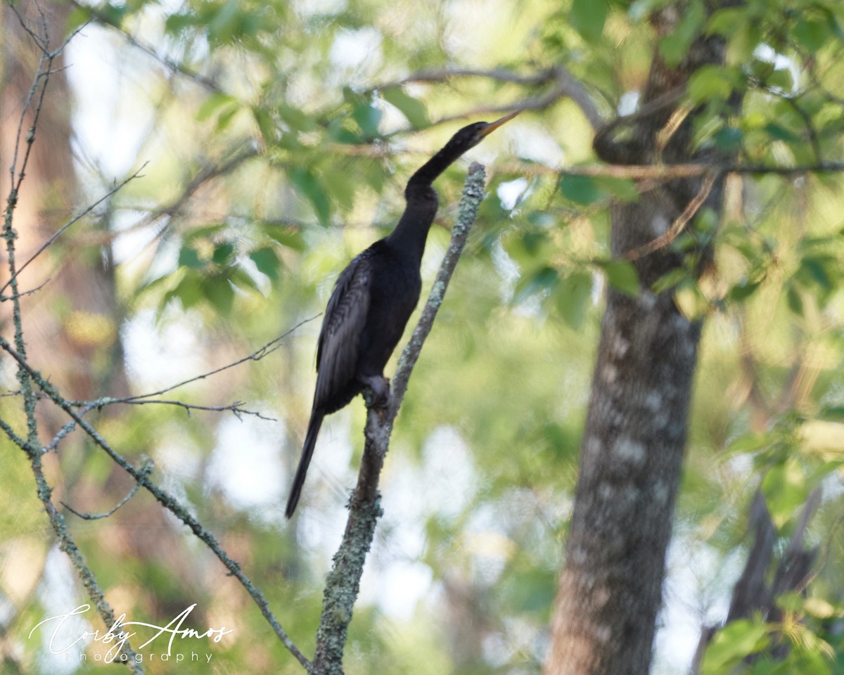 Anhinga - ML338680801