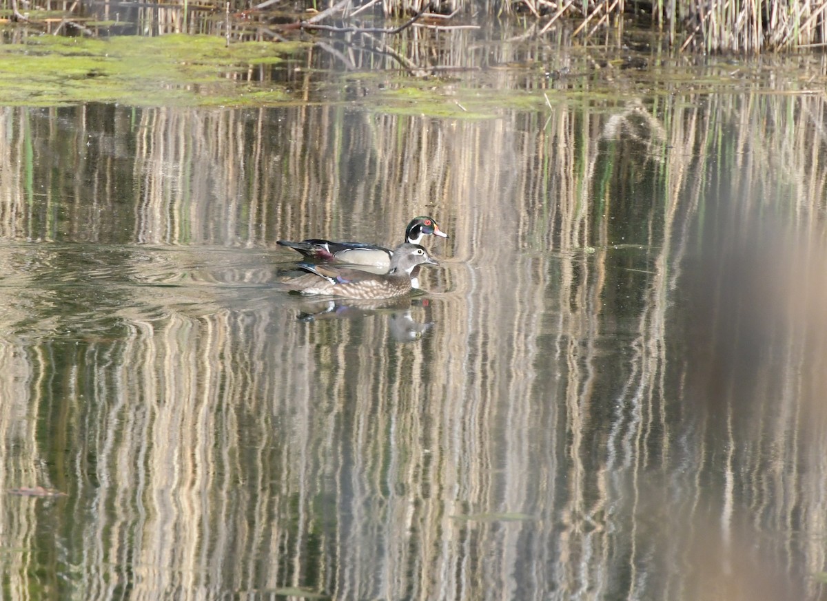 Wood Duck - Laurence Green