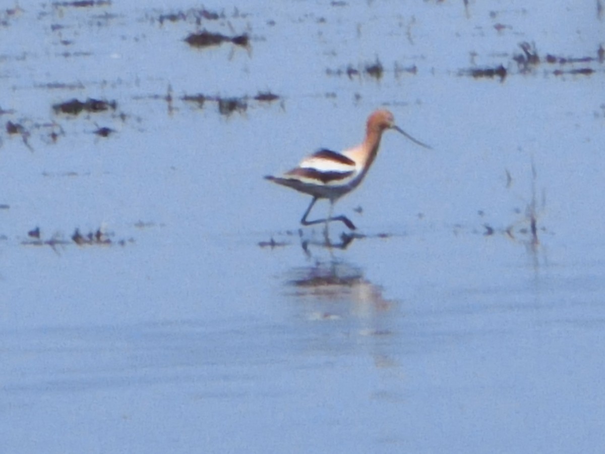 American Avocet - ML338682001