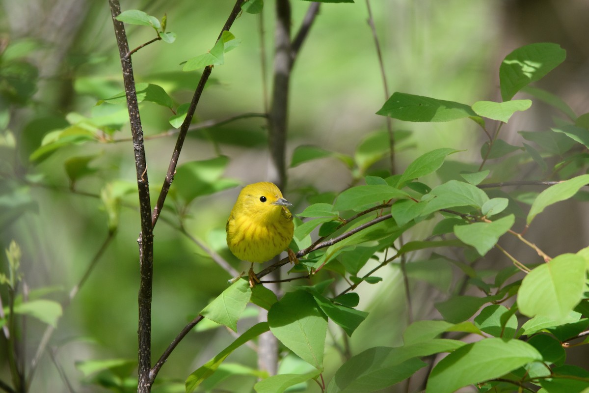 Yellow Warbler - ML338682431