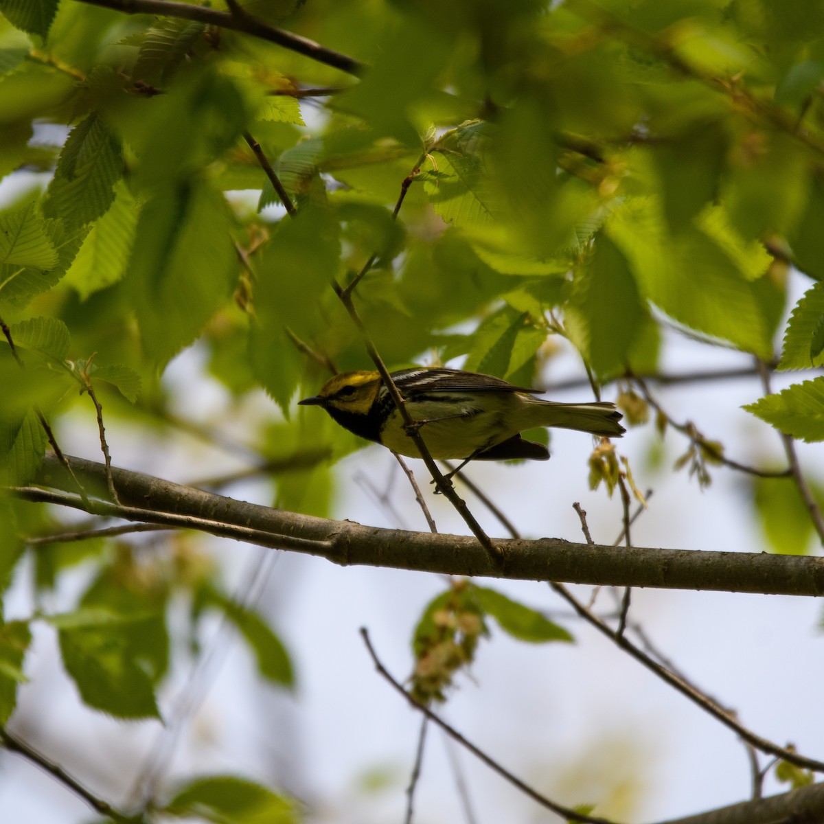 Black-throated Green Warbler - ML338682601