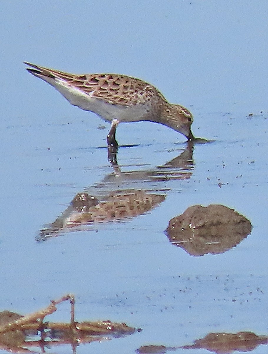 White-rumped Sandpiper - ML338682721