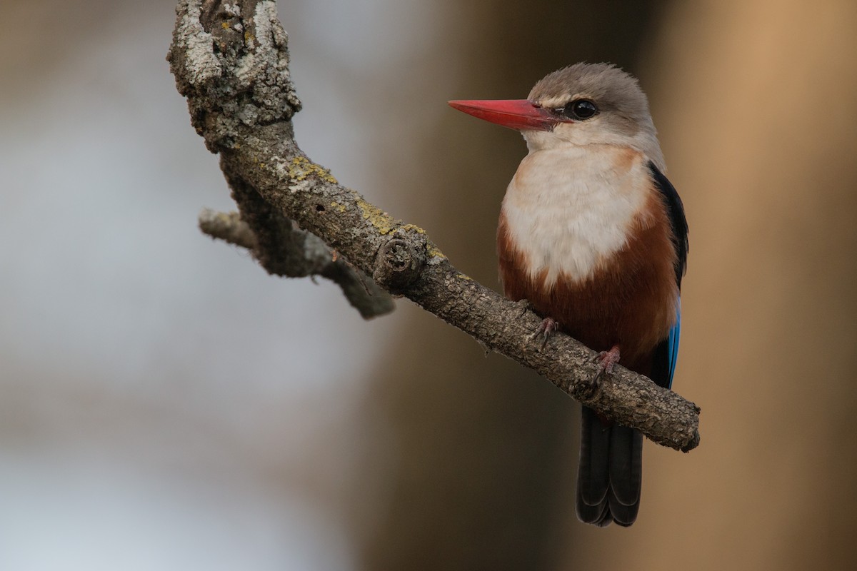 Gray-headed Kingfisher - ML33868281