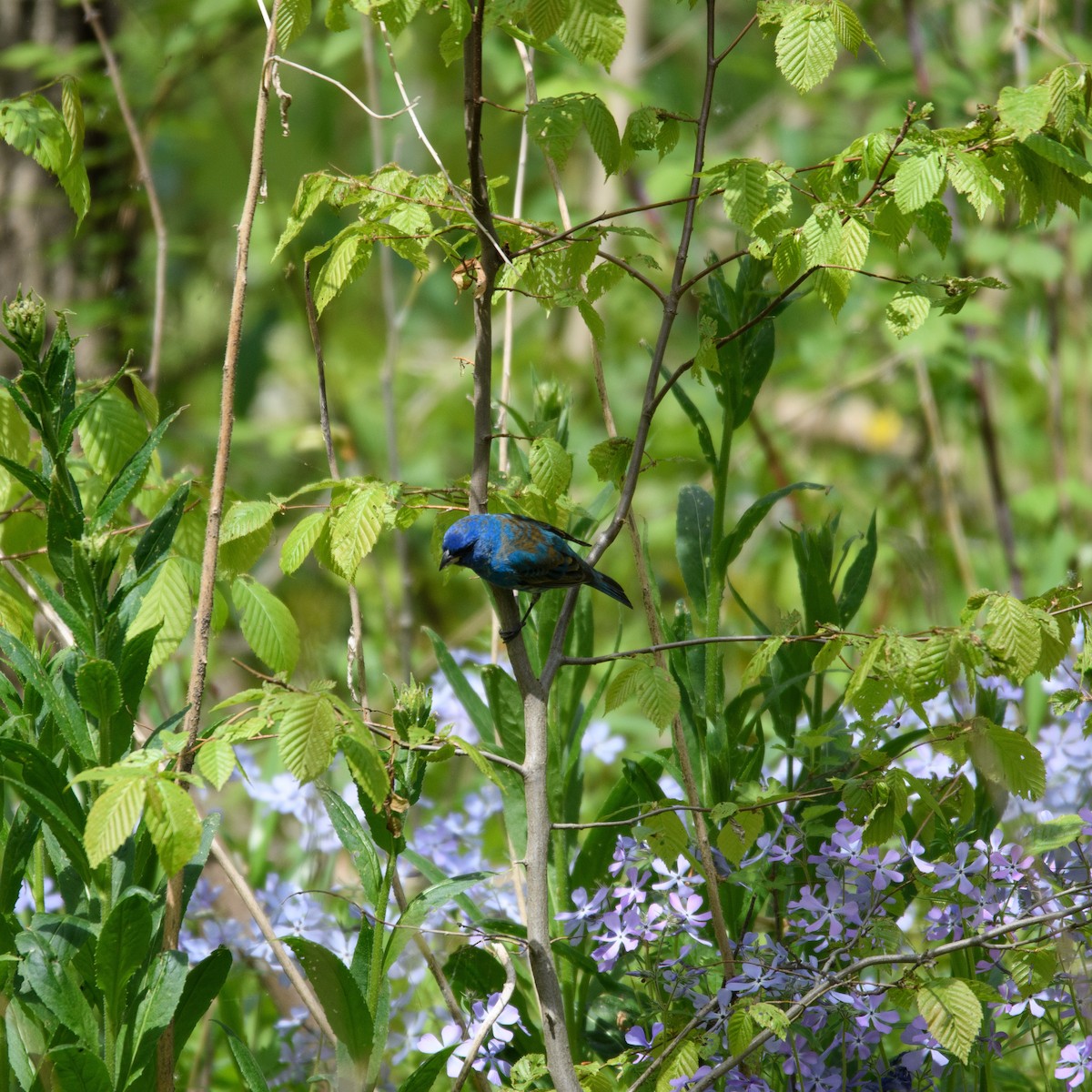 Indigo Bunting - Judy Dubois