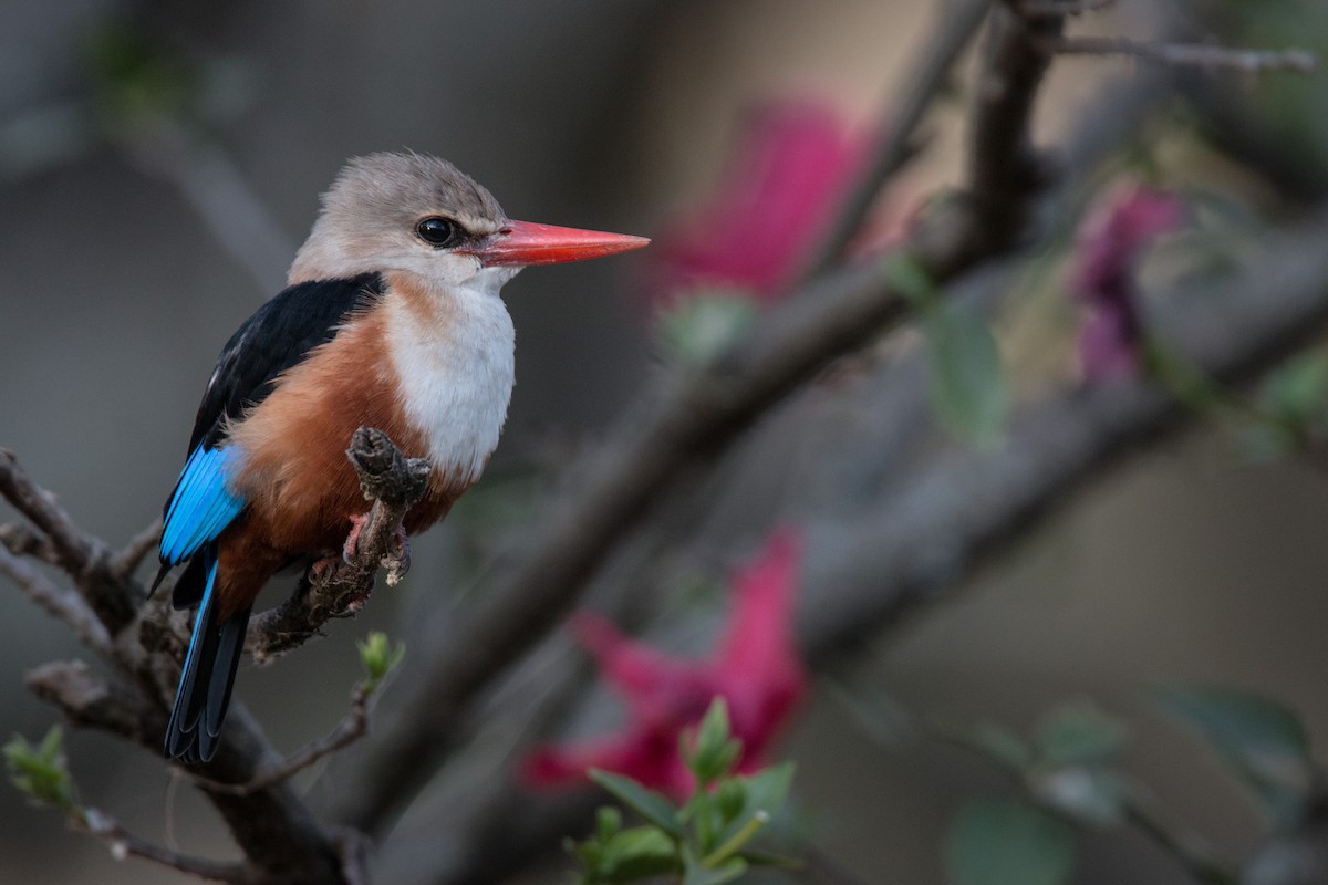 Gray-headed Kingfisher - ML33868301