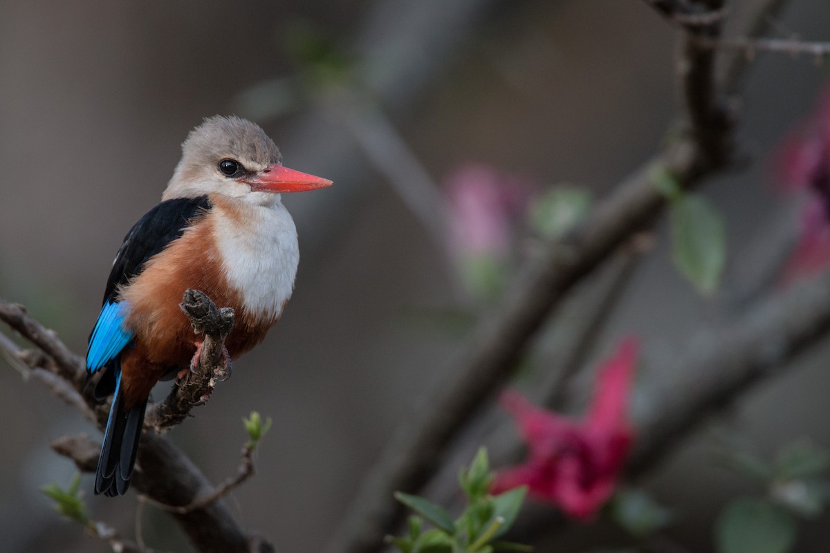 Gray-headed Kingfisher - ML33868321