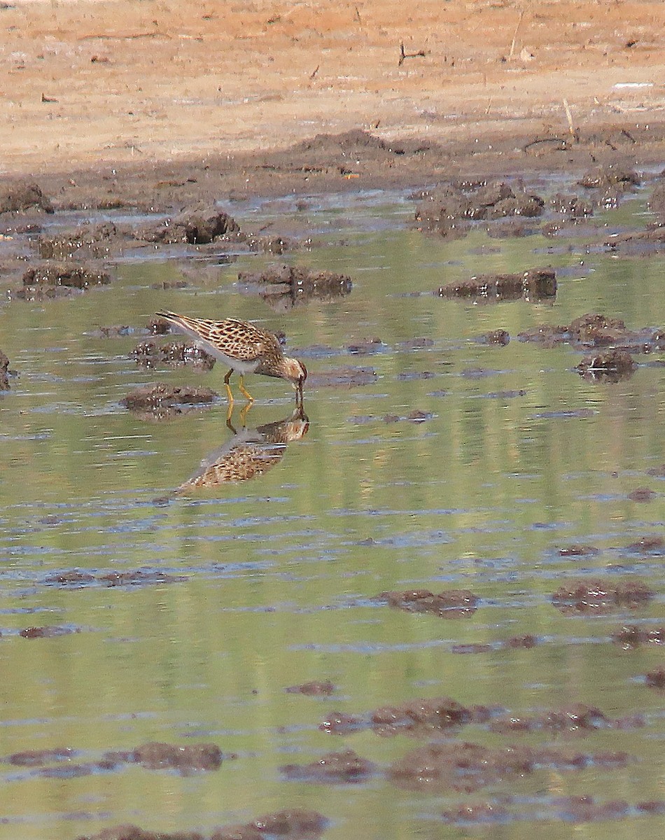 Bécasseau à poitrine cendrée - ML338683251