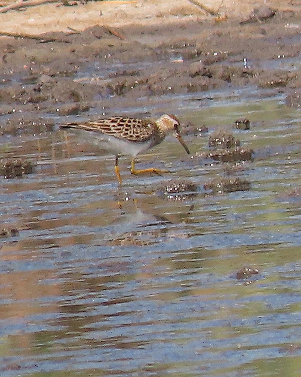 Bécasseau à poitrine cendrée - ML338683261