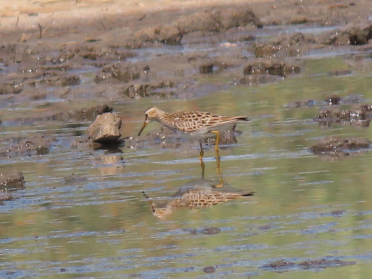 Pectoral Sandpiper - Alfonso Auerbach