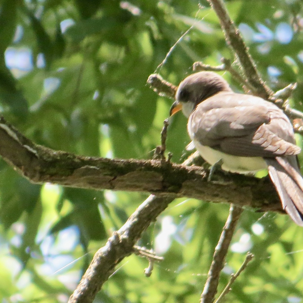 Yellow-billed Cuckoo - ML338683401