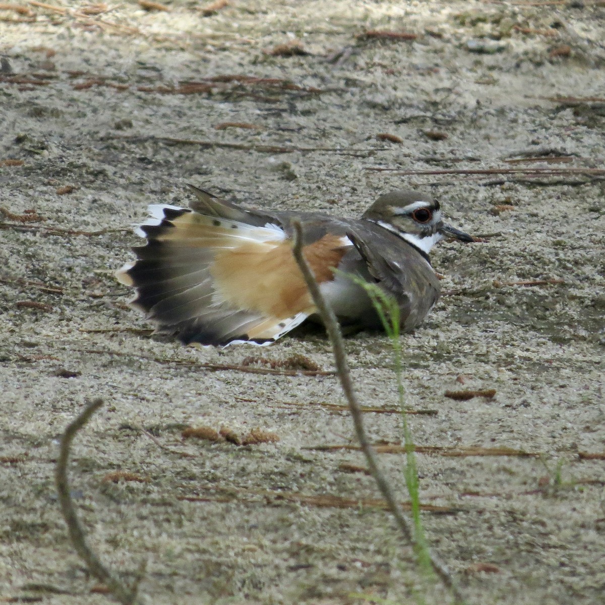Killdeer - ML338683451