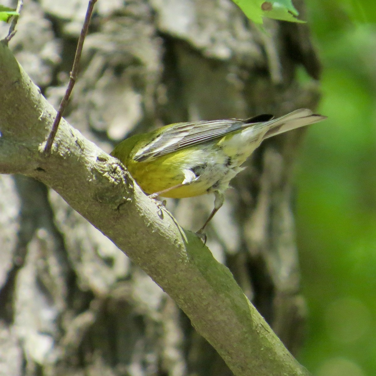 Pine Warbler - ML338683931