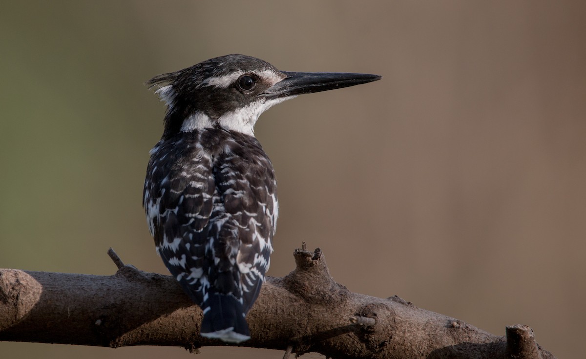 Pied Kingfisher - ML33868421