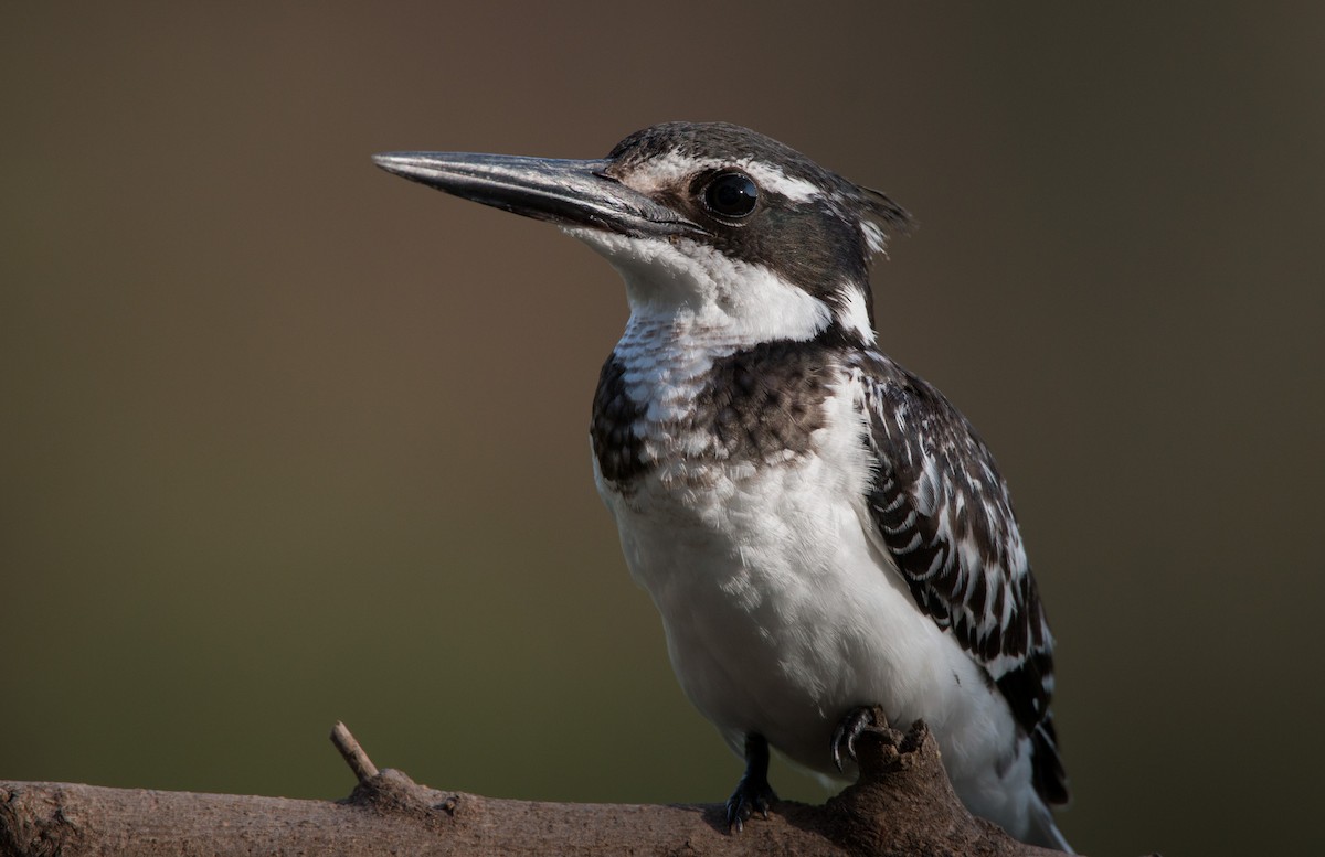 Pied Kingfisher - Ian Davies