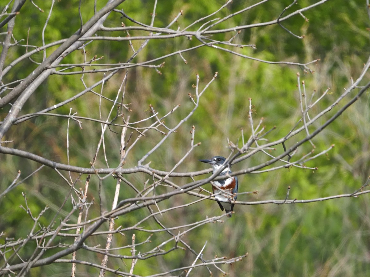 Belted Kingfisher - Kevin Wistrom