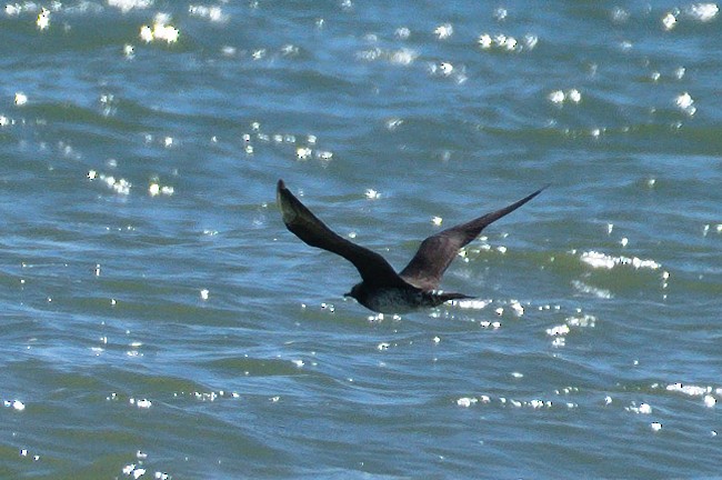 Parasitic Jaeger - Richard Gray