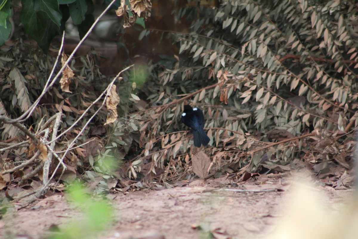 White-lined Tanager - ML338688441