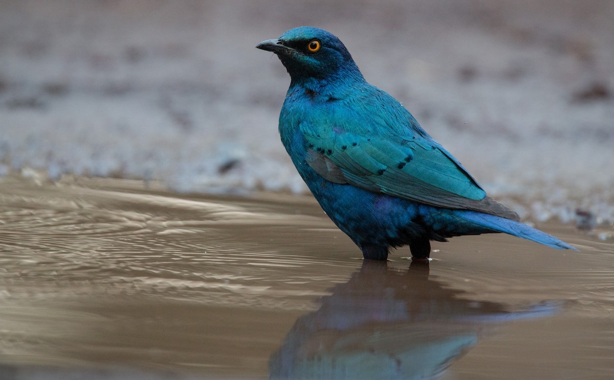 Greater Blue-eared Starling - Ian Davies