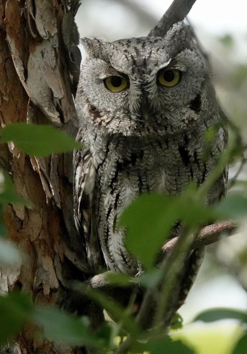 Western Screech-Owl - Nic Korte