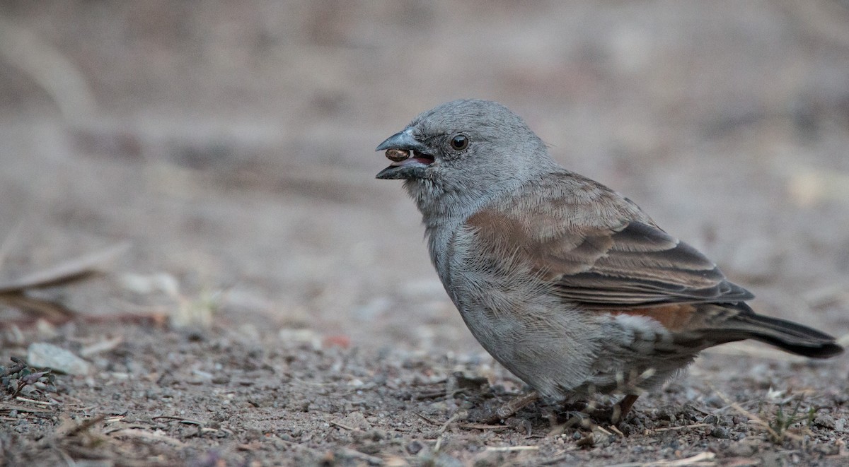 Swainson's Sparrow - Ian Davies