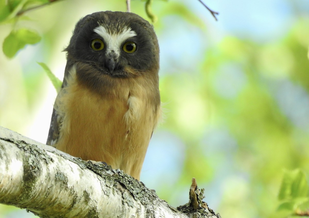 Northern Saw-whet Owl - ML338690671