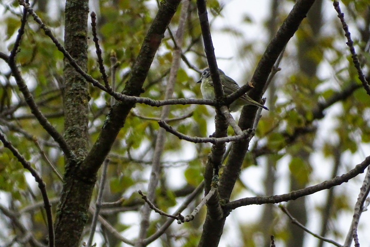 Blue-headed Vireo - ML338690891