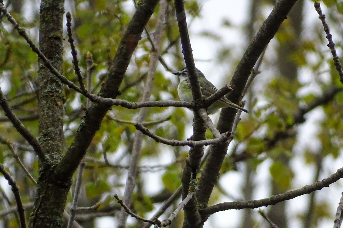 Vireo Solitario - ML338690901