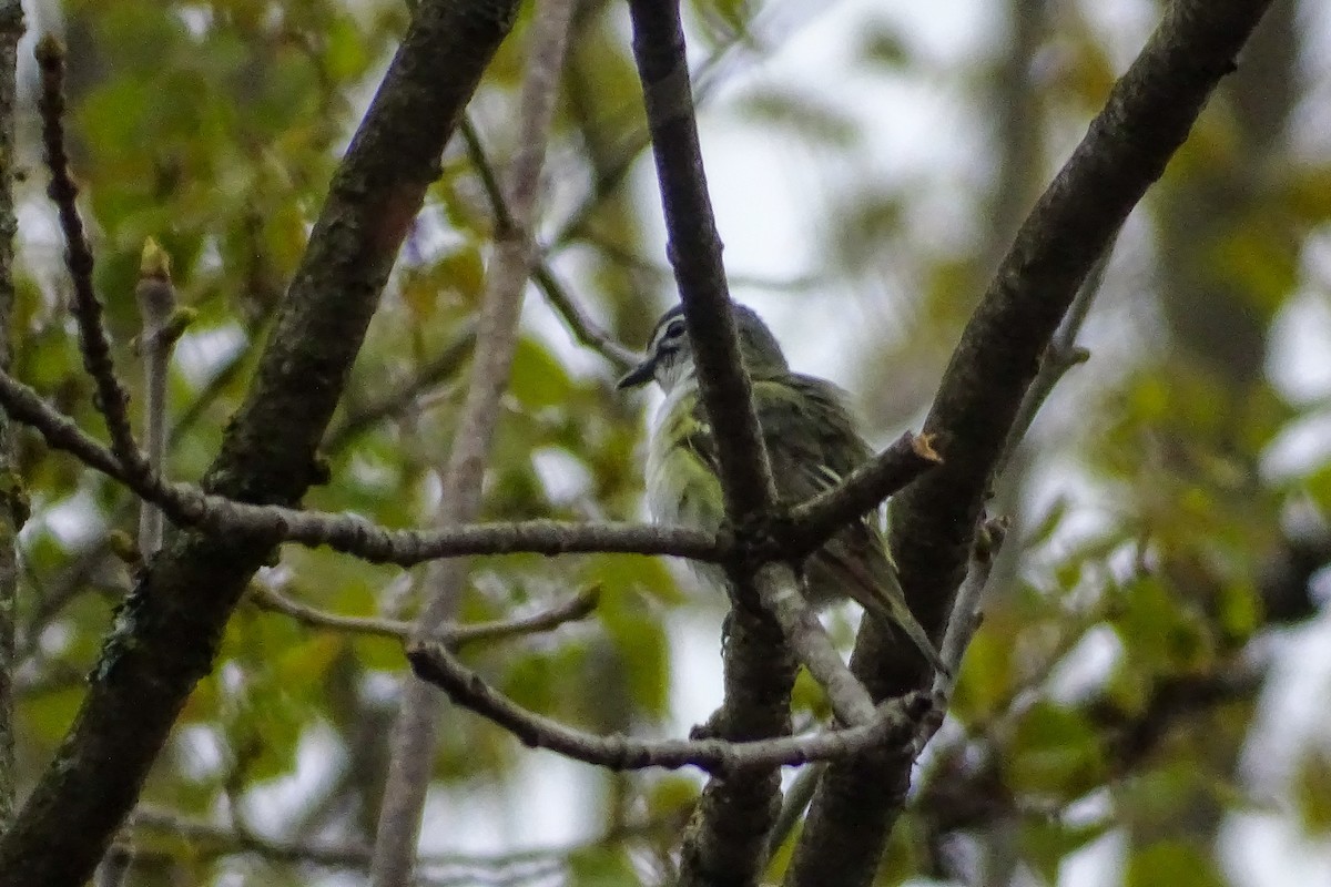 Vireo Solitario - ML338690911