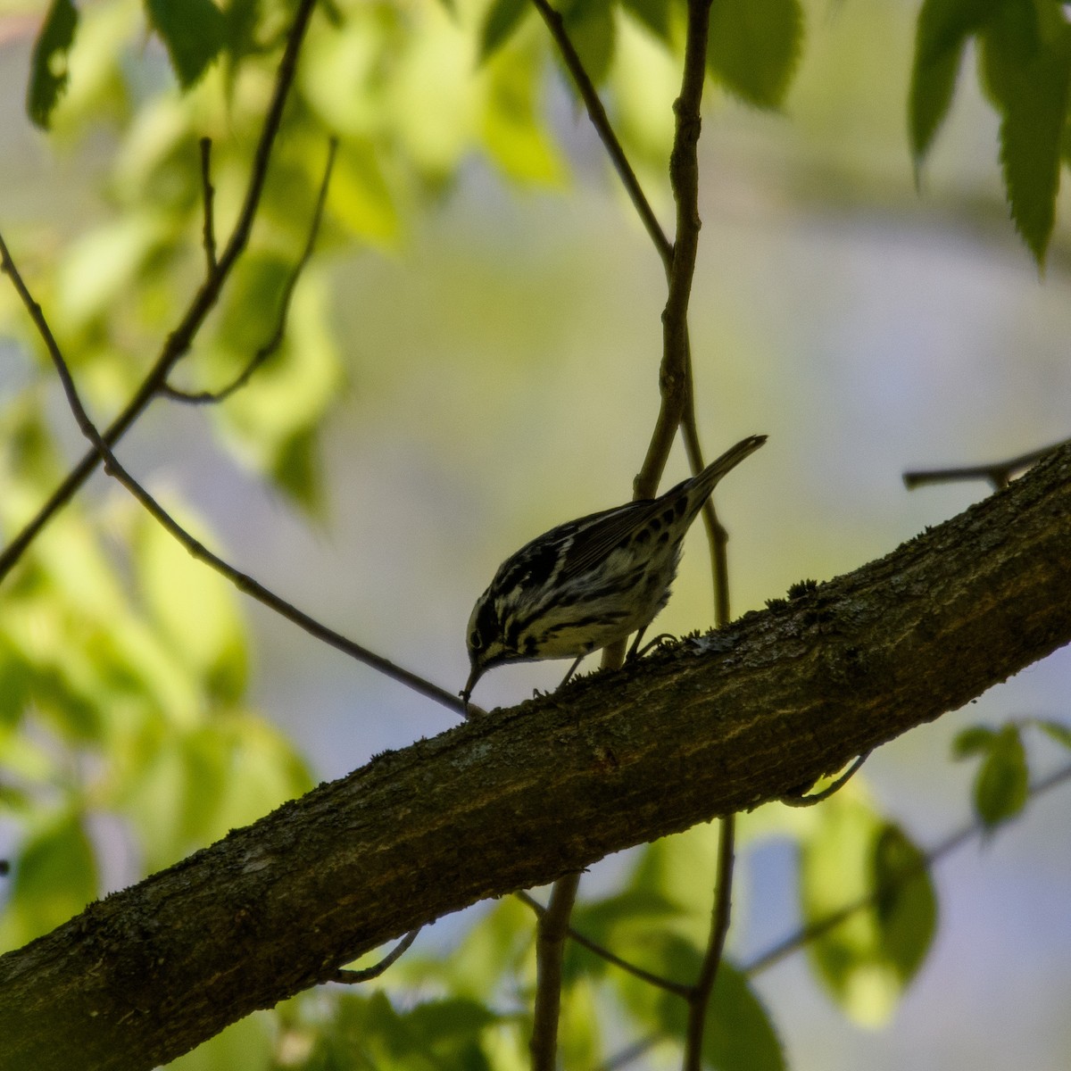 Black-and-white Warbler - ML338691641
